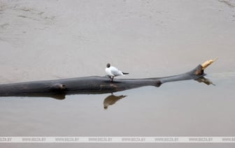 В бассейне Березины в ближайшие дни будет преобладать рост уровня воды с интенсивностью до 25 см за сутки