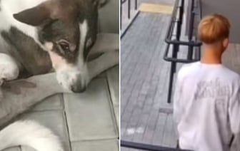 Собаку похоронили, но спустя пять дней она вернулась домой. Запутанная история из Молодечно