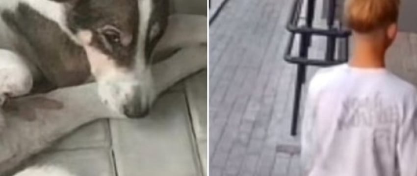 Собаку похоронили, но спустя пять дней она вернулась домой. Запутанная история из Молодечно