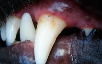 Суд взыскал денежную компенсацию с владельца собаки, покусавшей ребенка