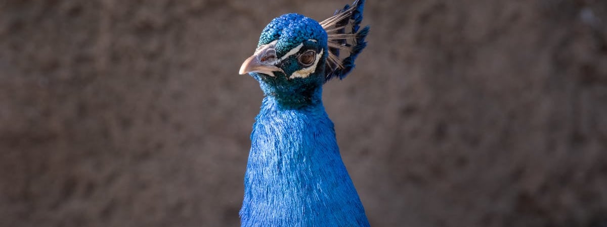 Власти непризнанного Приднестровья согласились на поставку газа из Молдовы