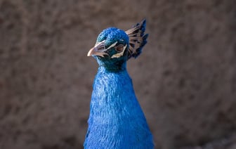 Власти непризнанного Приднестровья согласились на поставку газа из Молдовы