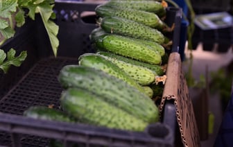 Цены на овощи на рынке в Гомеле