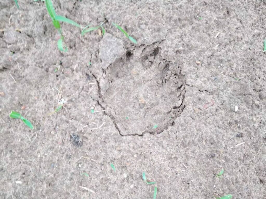 Бежали из леса втроем как ошпаренные. В Борисовском районе медведи начали выходить к людям