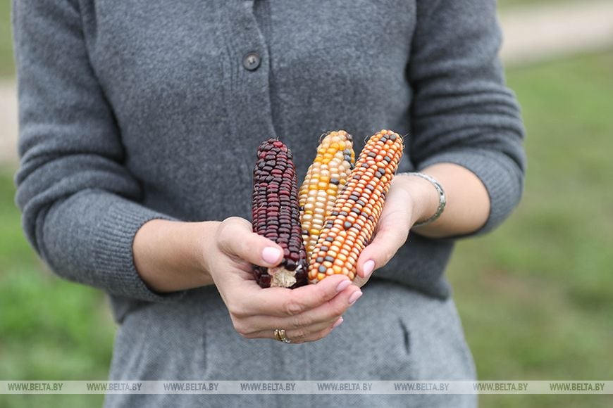 Семья из Кобринского района приучает белорусов к премиум-овощам
