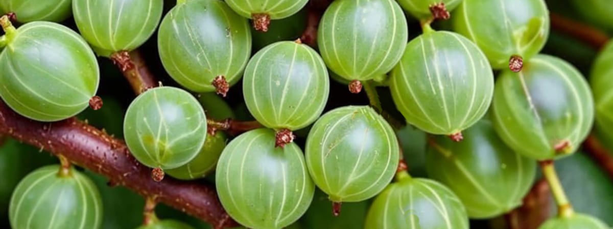 Этот белорусский «родственник» киви даст обильный урожай летом. Чем подкормить крыжовник весной?