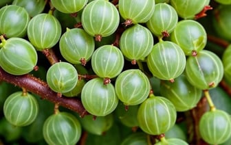 Этот белорусский «родственник» киви даст обильный урожай летом. Чем подкормить крыжовник весной?