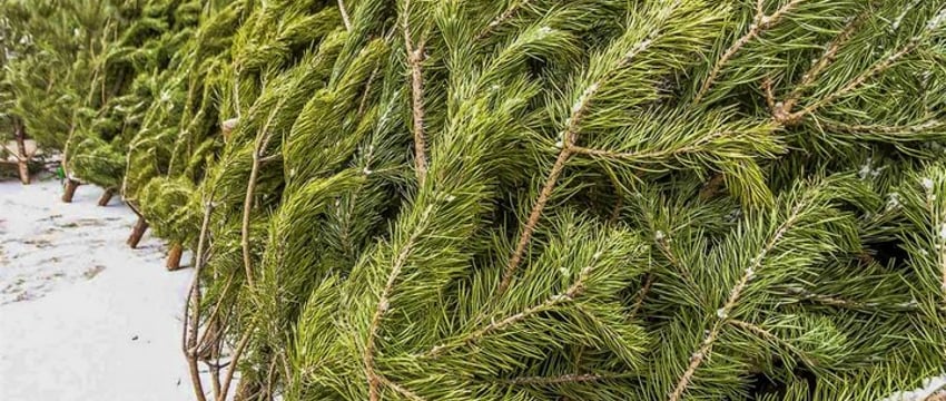 Житель Бреста остался без ели. Что случилось?