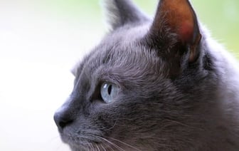 Очередная жуткая история... В Беларуси мужчина зарубил топором чужого кота