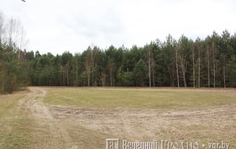 Ограничения на посещение лесов в Беларуси