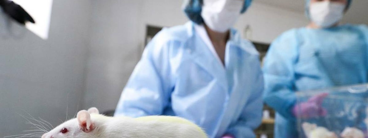 Учёные доказали, что альтруизм — врождённое свойство млекопитающих. Причём тут мыши? — Видео