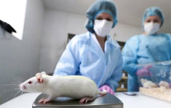 Учёные доказали, что альтруизм — врождённое свойство млекопитающих. Причём тут мыши? — Видео