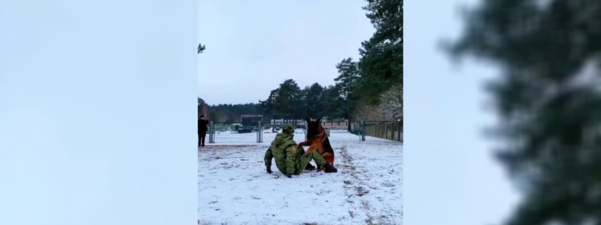 Видео белорусской пограничной собаки набрало 0,5 млн просмотров. Чем удивила? — Видео