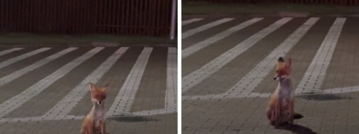 «Что-то не то в лесах» — На границе Беларуси и Польши заметили лису, «как из сказки», но пользователи TikTok встревожились — Видео