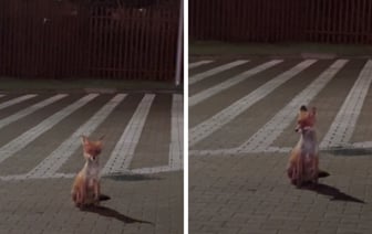 «Что-то не то в лесах» — На границе Беларуси и Польши заметили лису, «как из сказки», но пользователи TikTok встревожились — Видео