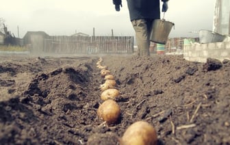 Сильнее всего в июне подорожали картошка и свекла