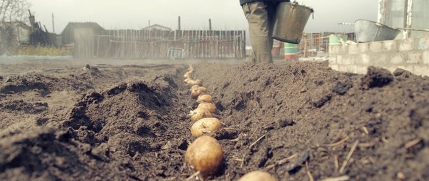Сильнее всего в июне подорожали картошка и свекла