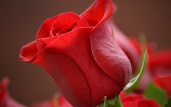 Житель Брестской области купил букет для девушки — и пошел в милицию