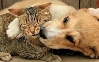 Лукашенко подписал закон «Об ответственном обращении с животными»