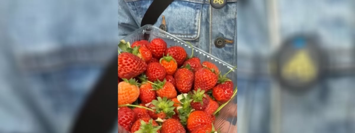 В 2,6 раза дешевле импортной. В Минске в конце февраля начали продавать белорусскую клубнику — Видео