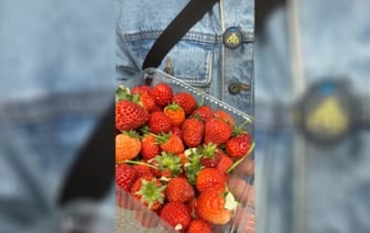 В 2,6 раза дешевле импортной. В Минске в конце февраля начали продавать белорусскую клубнику — Видео