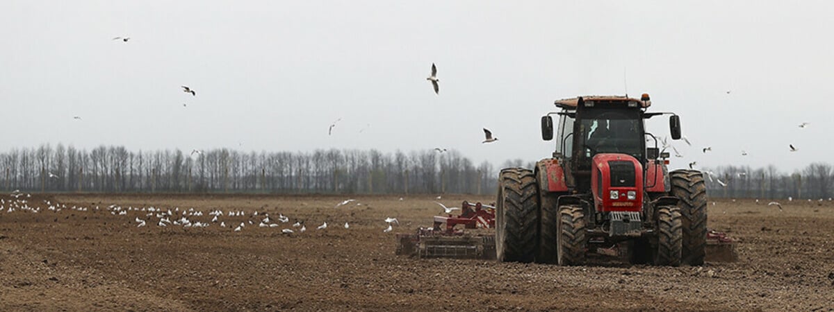 Не только персики и виноград. Лукашенко поручил выращивать в Беларуси еще одну культуру
