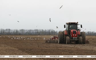 Не только персики и виноград. Лукашенко поручил выращивать в Беларуси еще одну культуру