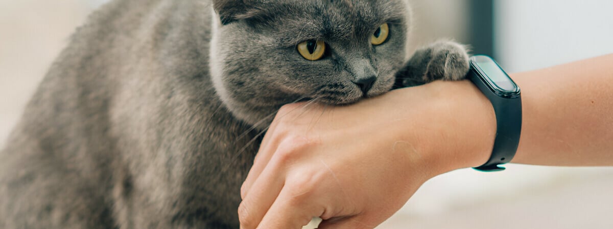 Почему кошка кусается, когда её гладишь? Эксперты назвали 6 причин и объяснили, что делать