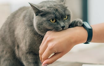 Почему кошка кусается, когда её гладишь? Эксперты назвали 6 причин и объяснили, что делать