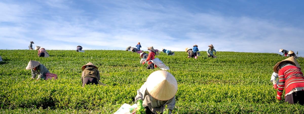 Экономический суд оштрафовал фермеров за то, что они не согласовали цены на яблоки с госорганами