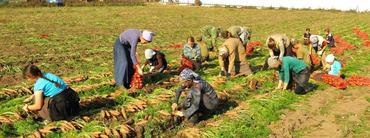 50 рублей в день. Белорусам предложили сезонную подработку в поле. Что нужно делать?