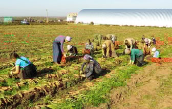 50 рублей в день. Белорусам предложили сезонную подработку в поле. Что нужно делать?