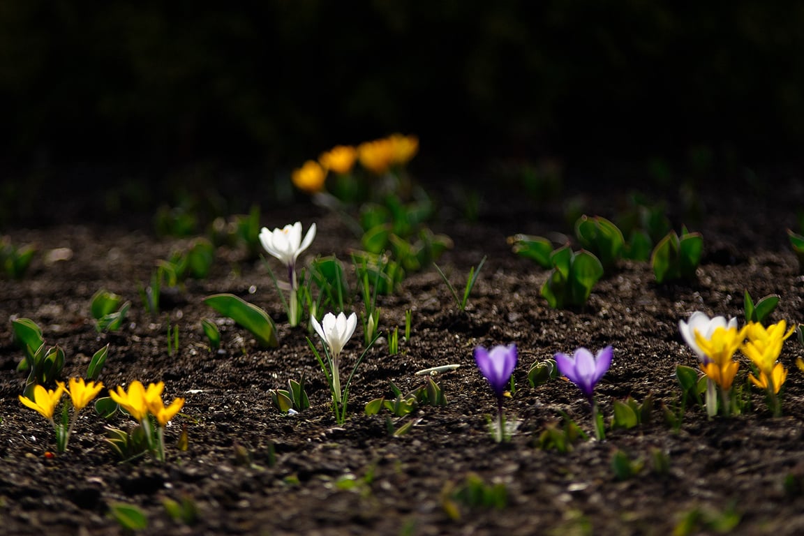 Уже цветут знаменитые крокусы напротив витебской ратуши. Фото Сергея Серебро