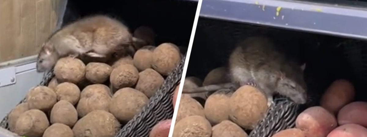 «Ценники на бульбу перебивает» — Большую крысу заметили на полках белорусского магазина — Видео