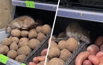 «Ценники на бульбу перебивает» — Большую крысу заметили на полках белорусского магазина — Видео