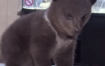 Как сложилась судьба двух медвежат, спасенных в лесу под Витебском?