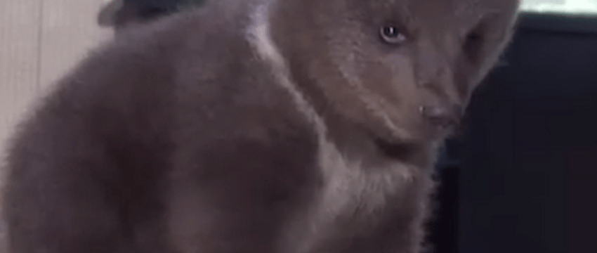 Как сложилась судьба двух медвежат, спасенных в лесу под Витебском?