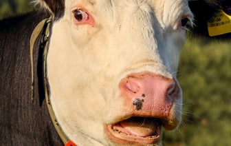 -1300 коров — на столько уменьшилось коровье стадо Витебищны за первый квартал 2024 года