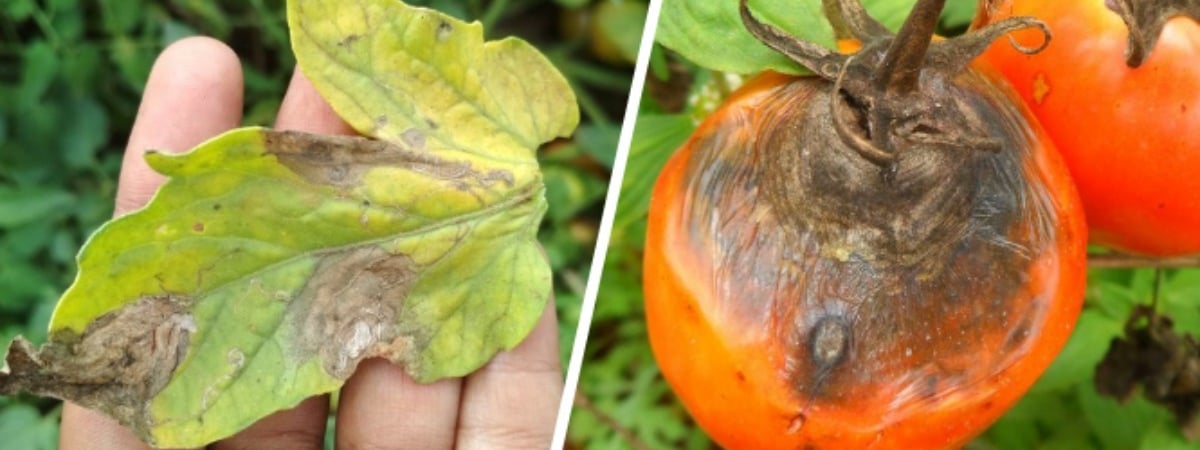 Эта пятнистая болезнь поражает помидоры в августе. Вот какие 3 домашних продукта спасут урожай — Полезно