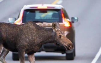 Назван регион Беларуси с самым большим числом аварий с животными