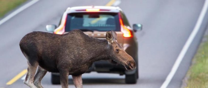 Назван регион Беларуси с самым большим числом аварий с животными
