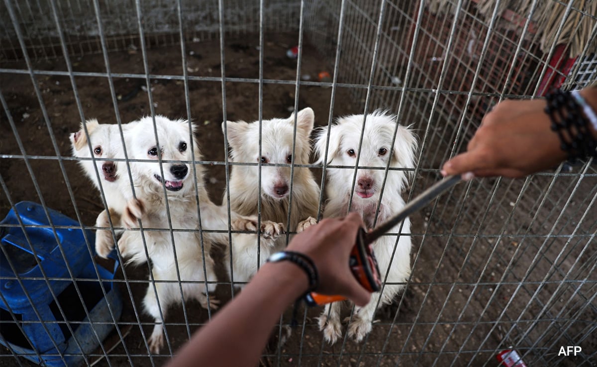 A keeper cares for animals of the Rafah Zoo after their evacuation to a location in Khan Yunis.