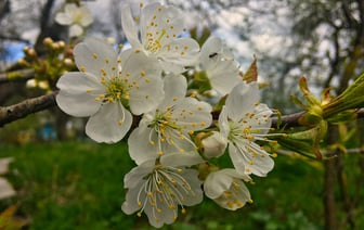 Сады уже зацветают на Витебщине. Фотофакт