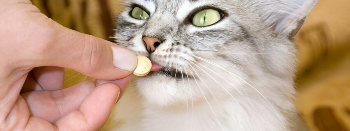 Как правильно давать таблетку котам? Большинство совершают недопустимую ошибку — Полезно