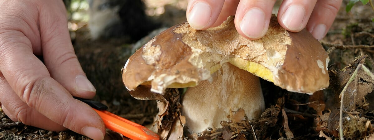 «В них нет ничего полезного» — Эксперты призвали не собирать грибы, которыми любят хвастаться многие белорусы — Полезно