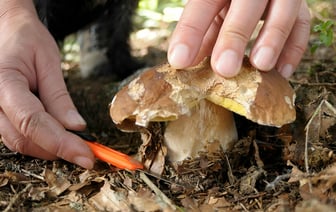 «В них нет ничего полезного» — Эксперты призвали не собирать грибы, которыми любят хвастаться многие белорусы — Полезно