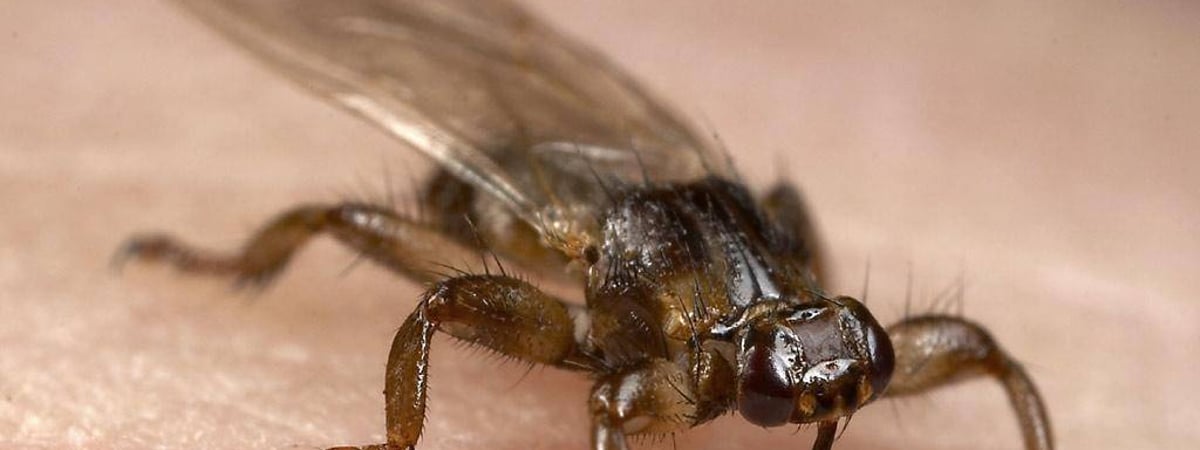 Лосиный клещ или оленья кровососка — чем опасны лесные насекомые