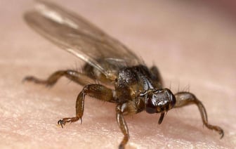 Лосиный клещ или оленья кровососка — чем опасны лесные насекомые