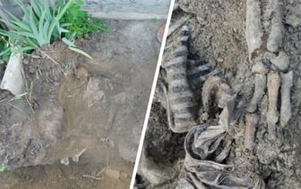 Житель Гомельской области откопал тело в своём дворе и помог раскрыть убийство — Фото