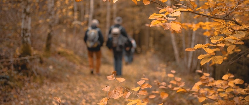 Теплый и влажный — прошедший ноябрь в Витебске был теплее обычного